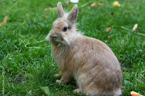 kaninchen