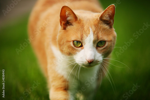 Orange tabby