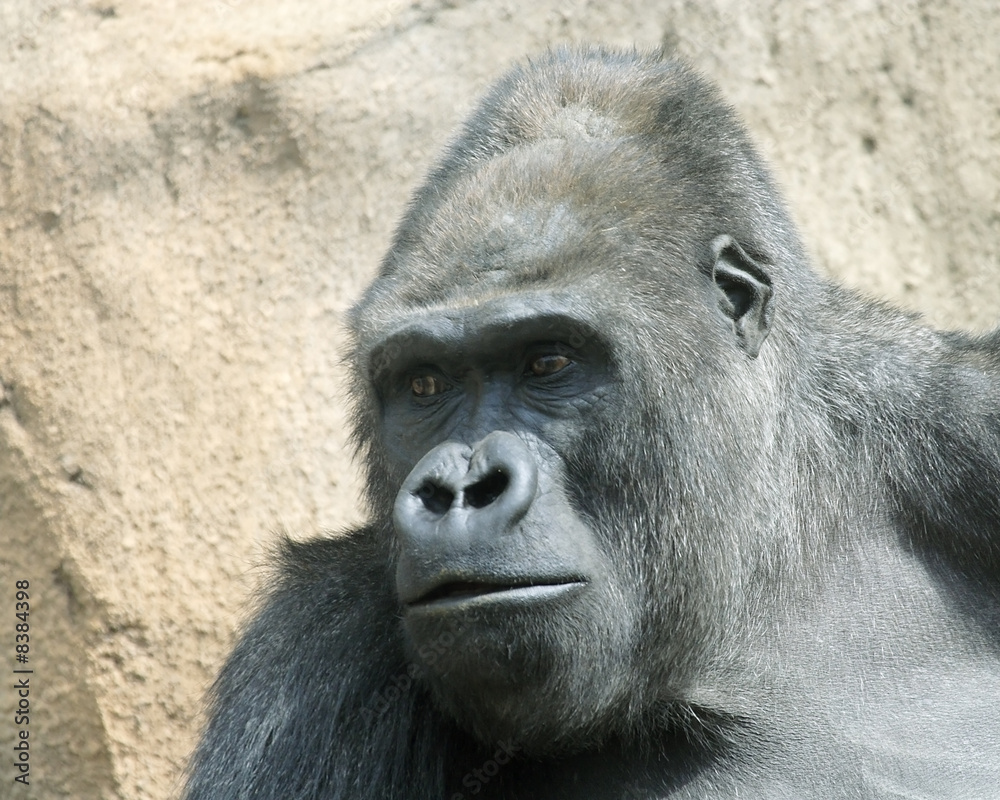 Obraz premium Gorilla. The great monkey.