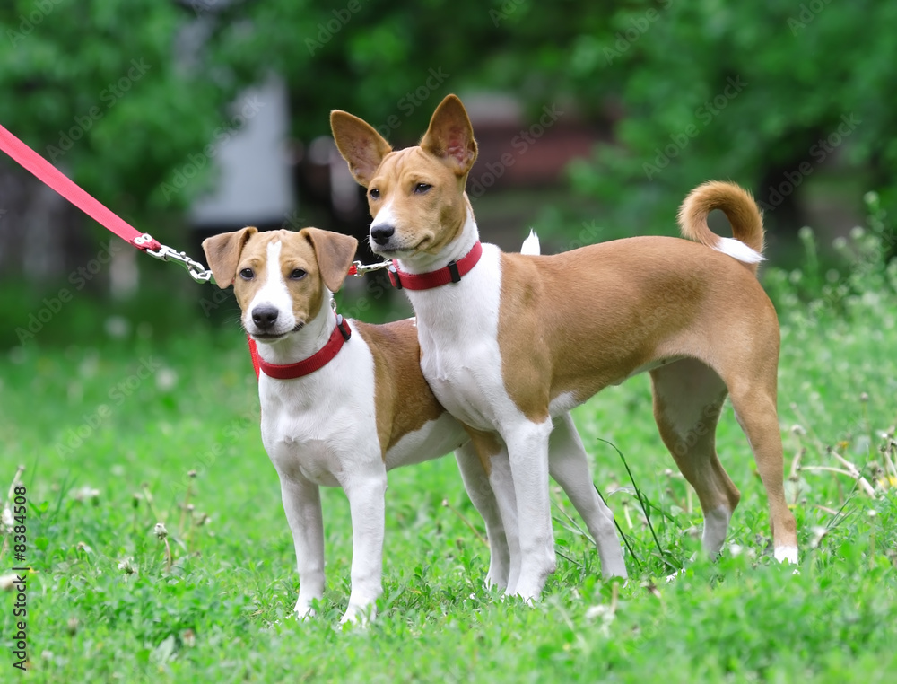 Dogs over the green grass background.