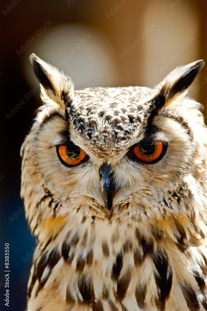 Fototapeta premium Eule