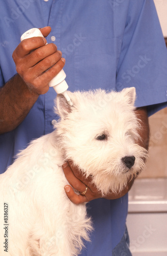 Fototapeta Naklejka Na Ścianę i Meble -  chien Westie véto 