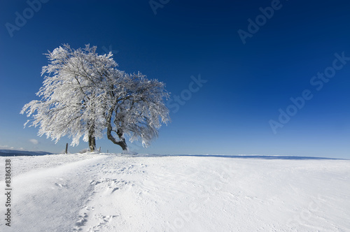 Winter 3 © danielschoenen