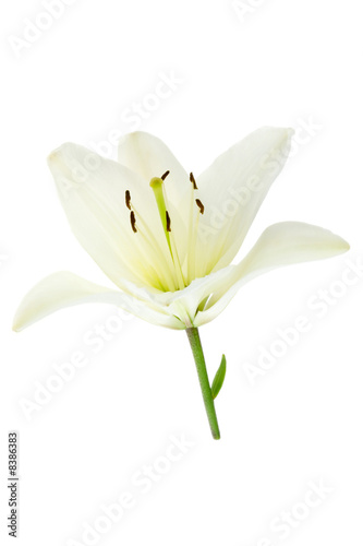 White lily on white.