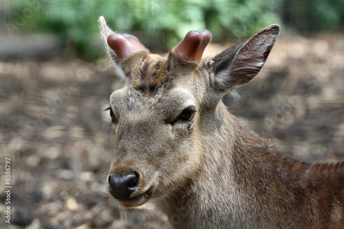 Dybowski-Hirsch photo