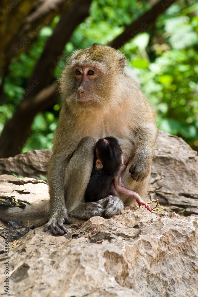 monkey with baby