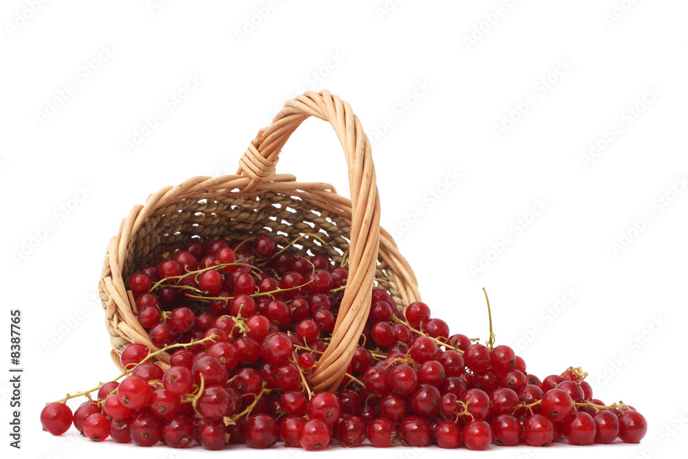 Johannisbeeren mit Korb Johannisbeeren mit Korb