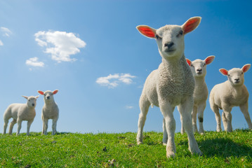 Ingelijste posters Schaap Nieuwsgierige lammeren in lente  © Eric Gevaert