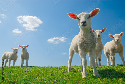 Canvas Print curious lambs in spring