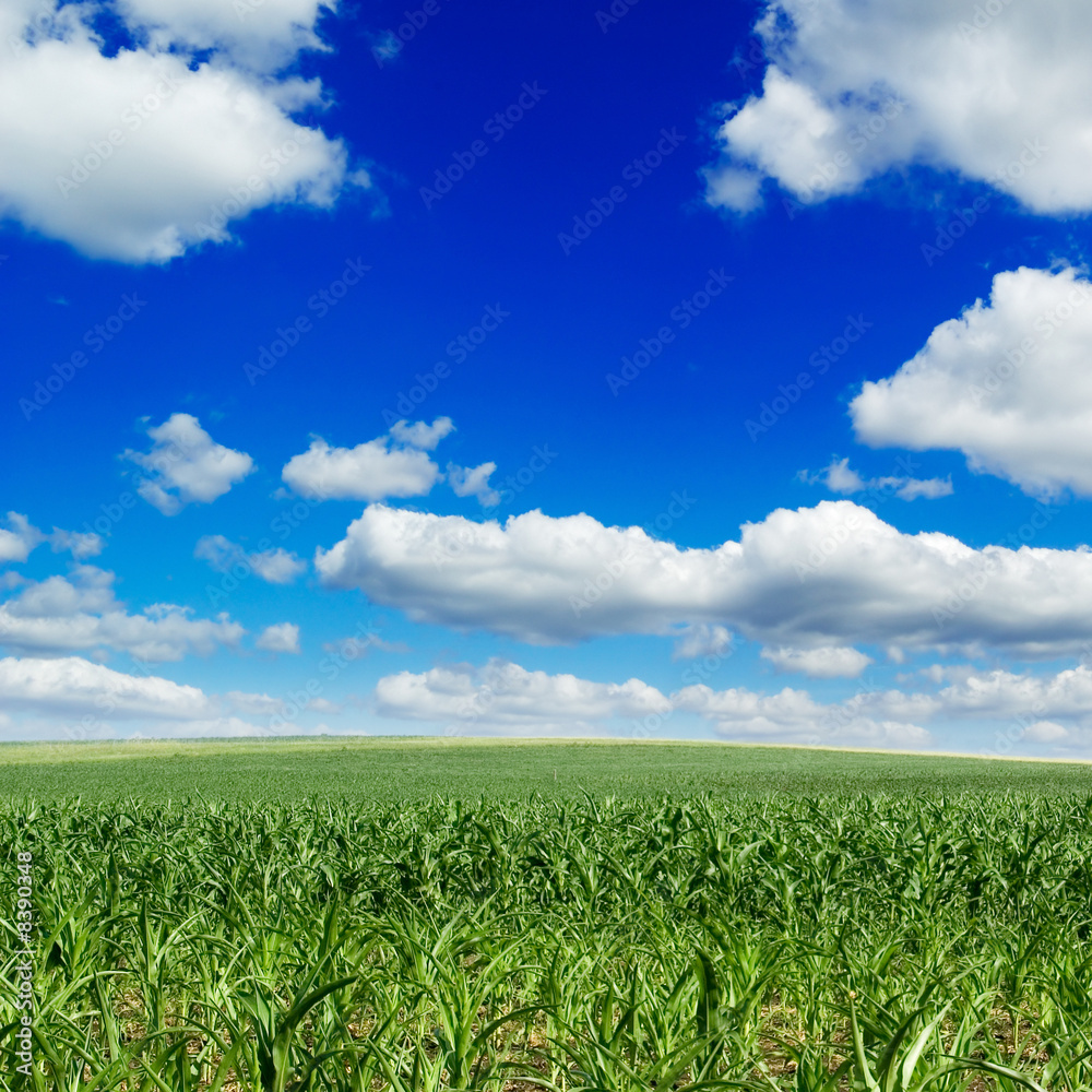 green spring field
