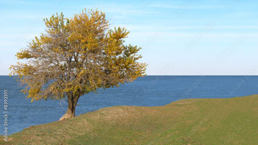 Lonely tree on a coast of a sea