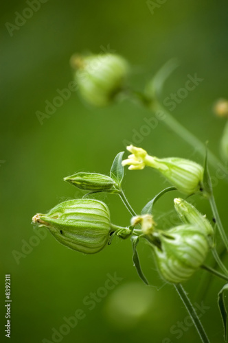 Blossoming physalis