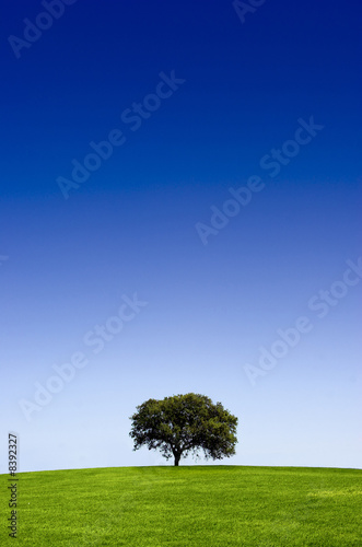 Green landscape with a tree and a beautiful blue sky