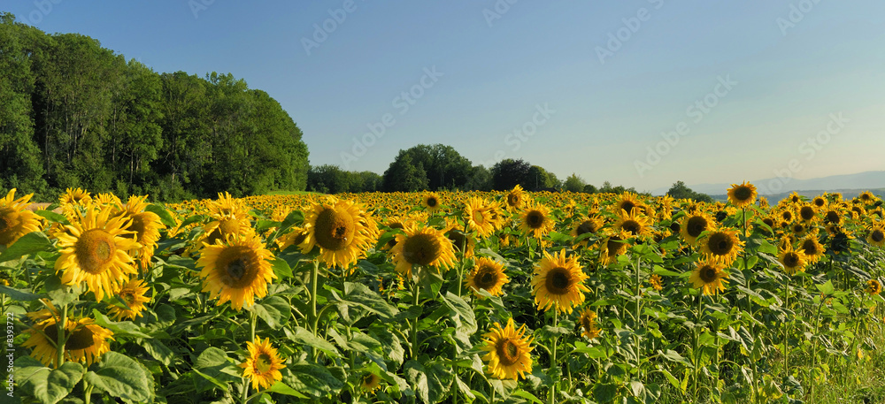 Obraz premium Champ de tournesols