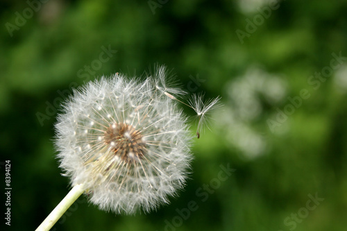 dandelion and seeds