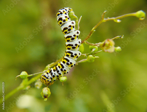 Raupe