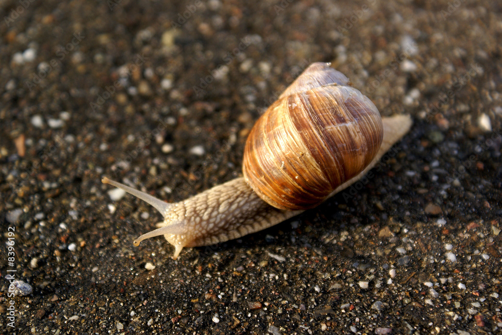 Schnecke