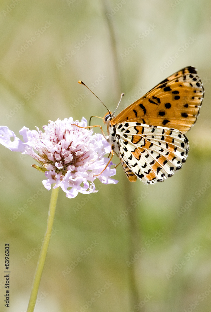 Mariposa Mariposa