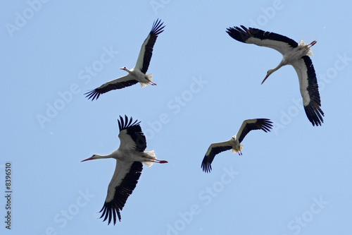 Fliegende Störche