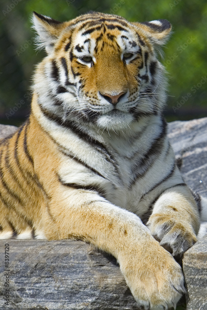 Obraz premium Tiger watching