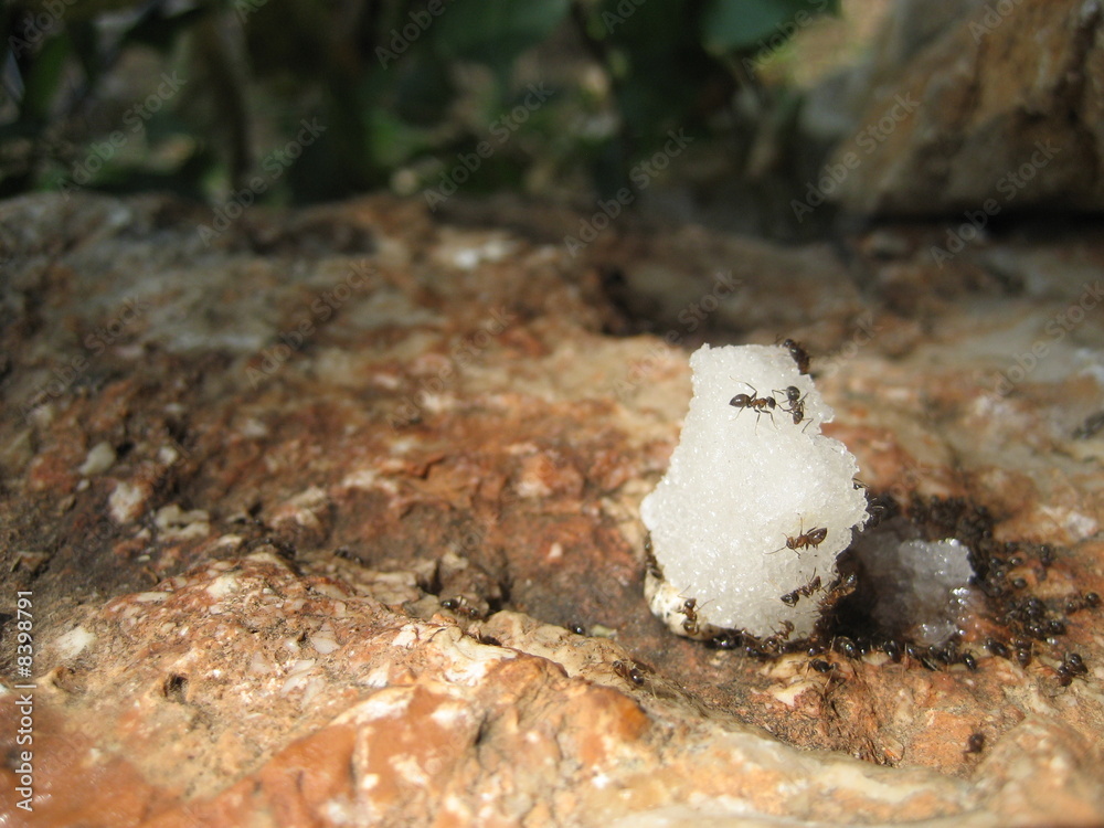 Obraz premium Zucker & Ameisen