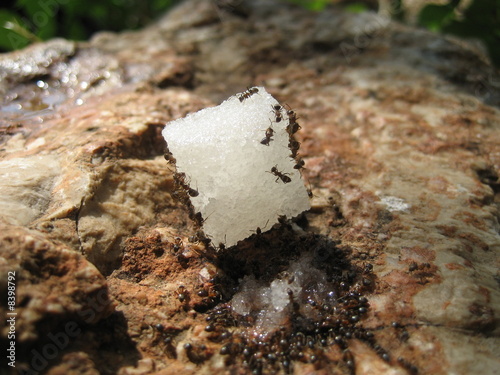 Ants on Sugar