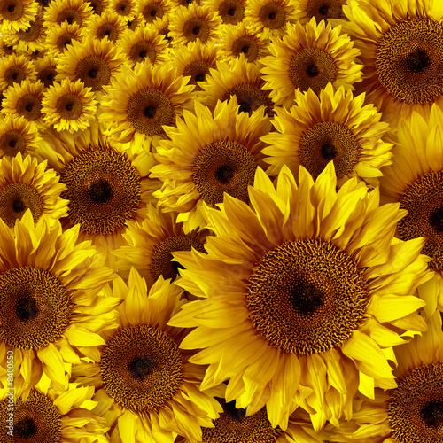 Fototapeta Naklejka Na Ścianę i Meble -  Yellow Vintage Rustic Looking Grunge Sunflowers