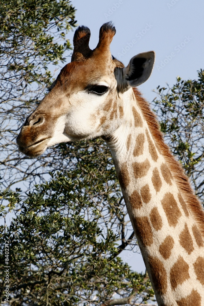 Obraz premium Giraffe chewing