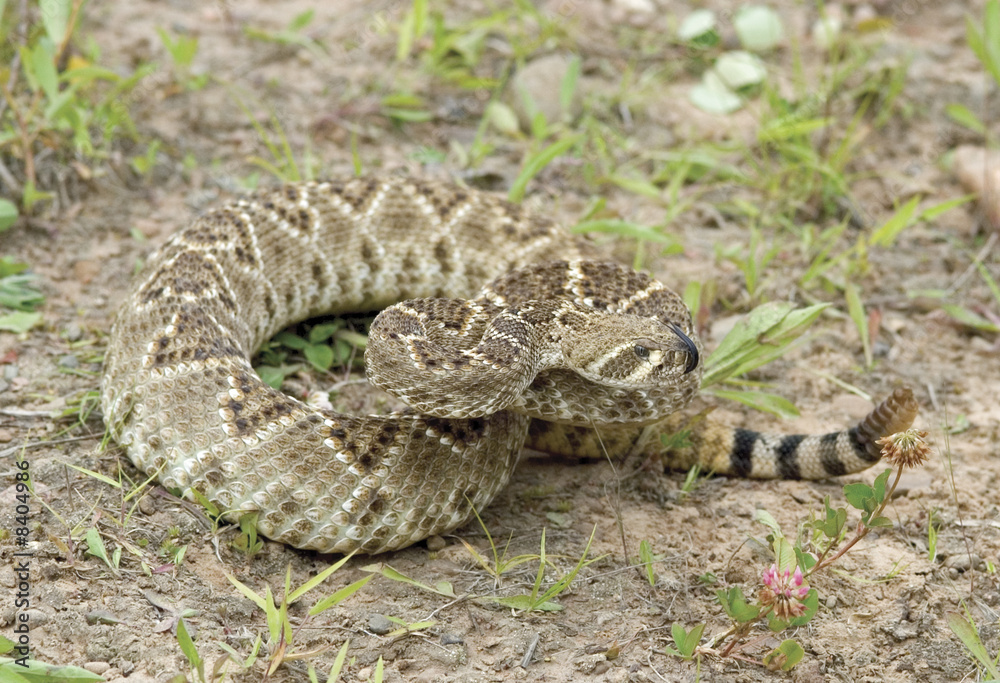 Western diamondback rattlesnake,narrow DOF Western diamondback rattlesnake,narrow DOF