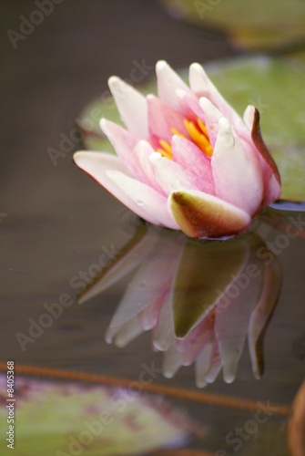 reflet d'une fleur de nénuphar dans l'eau