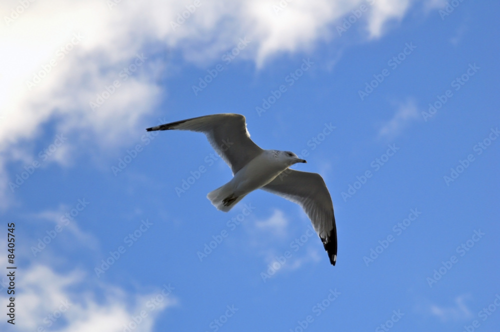 Fototapeta premium Gaviota