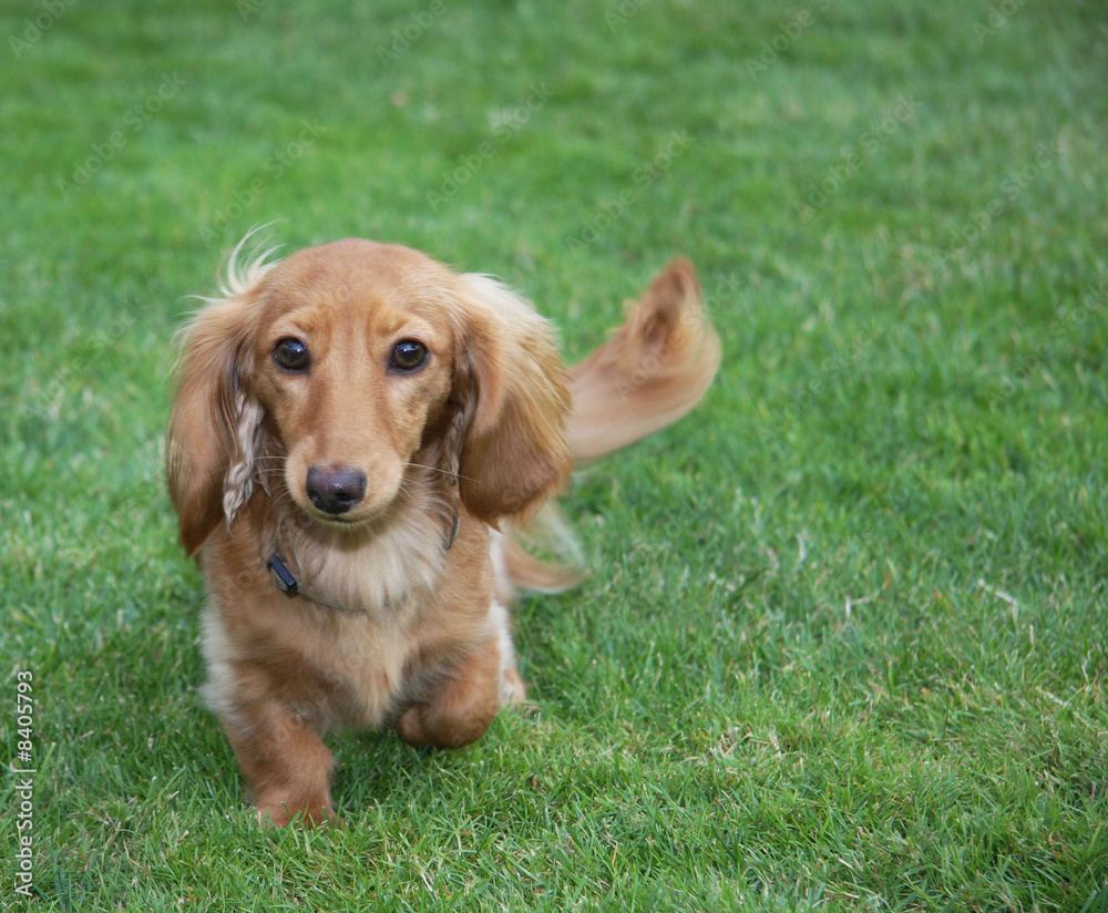 Longhair dachshund.