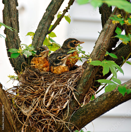 Baby Robins in a Nest