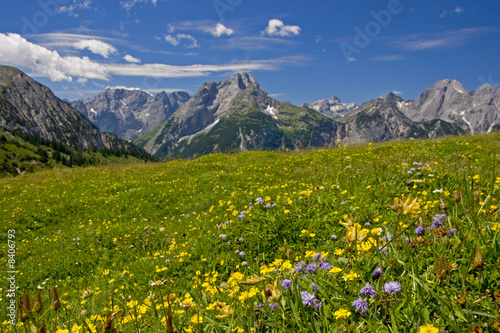 Bergwiese im Karwendel