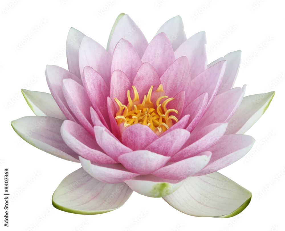 fleur de lotus sur fond blanc