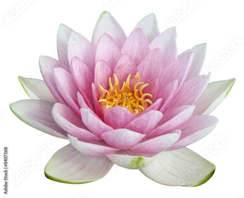 Papier peint fleur de lotus sur fond blanc