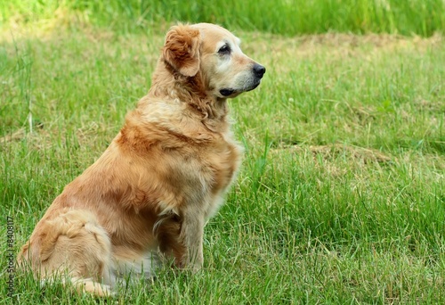 Portrait of dog - golden retriever