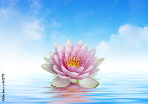 fleur de lotus et reflets