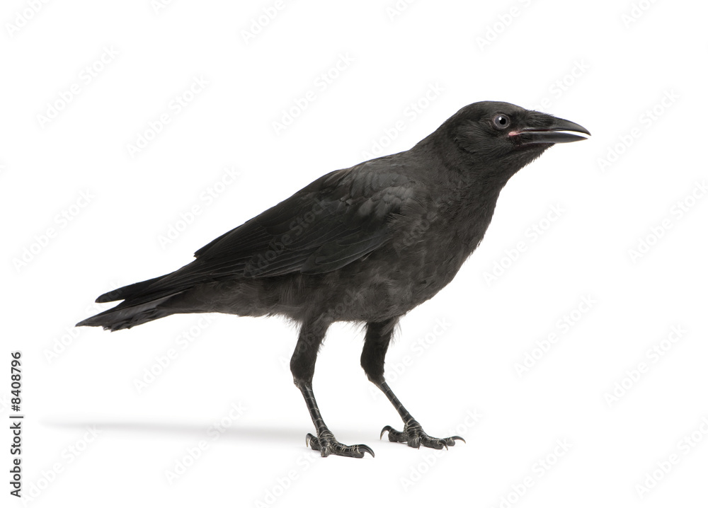Obraz premium Young Carrion Crow - Corvus corone (3 months)