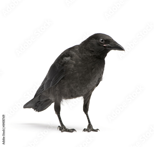 Young Carrion Crow - Corvus corone (3 months)