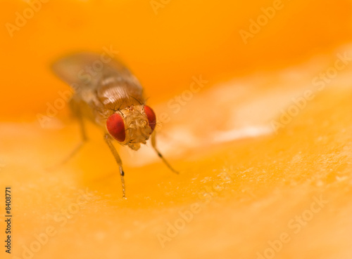 Tiny fruit fly (Drosophila Melanogaster) sitting on an apple
