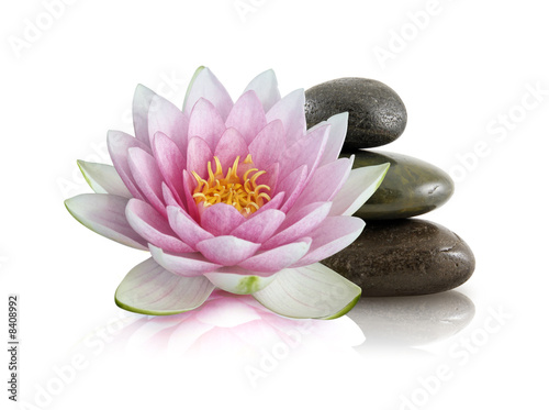 Fleur de lotus et galets zen
