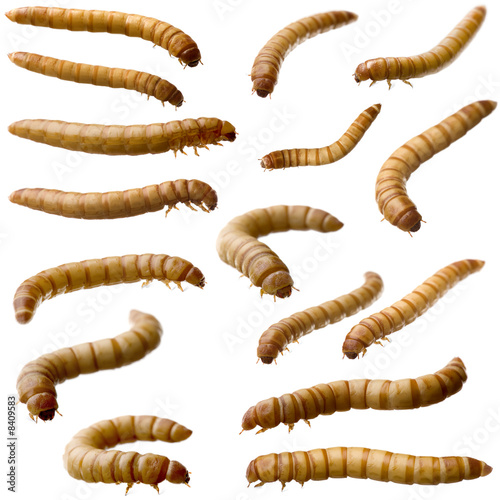 16 Larva of Mealworm - Tenebrio molitor