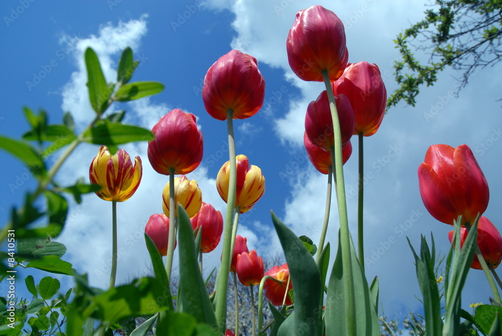 Fototapeta premium tulipano