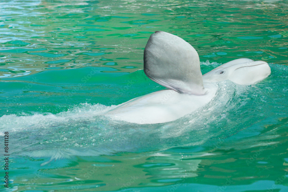 Naklejka premium white whale