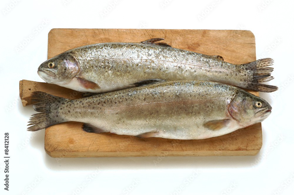 Trote salmonate Trote salmonate