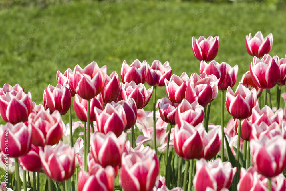 Fototapeta premium Spring flower