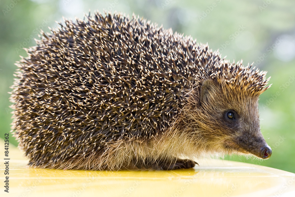 Obraz premium hedgehog