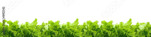Photo lettuce