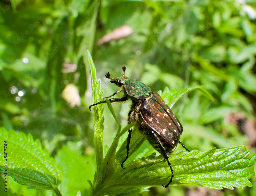 Close-up of Beetle 2 Close-up of Beetle 2